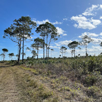 Florida's landscape