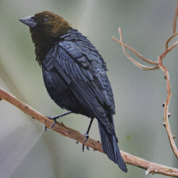 Cowbird by Steve McAllister