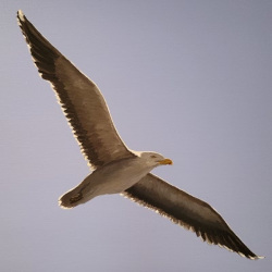 Great Black-backed Gull by Steve McAllister