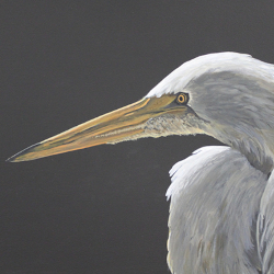 Great Egret Study by Steve McAllister