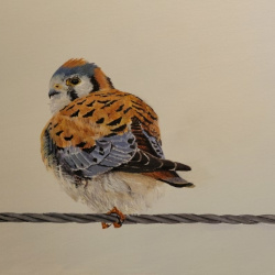 On The Wire - American Kestrel