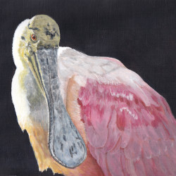 Roseate Spoonbill by Steve McAllister