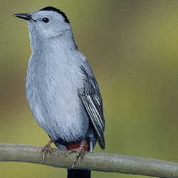 Singing Spot - Gray Catbird by Steve McAllister