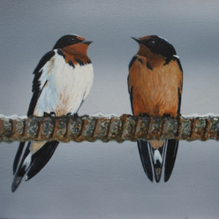 Tram Stop Swallows by Steve McAllister