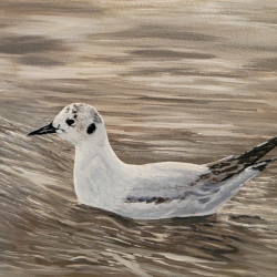 Bonaparte's Gull by Steve McAllister