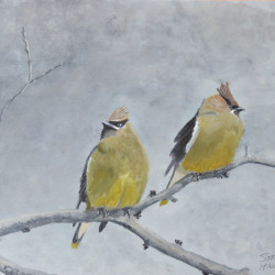 Cedar Waxwings by Steve McAllister