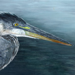 Great Blue Heron - Study by Steve McAllister